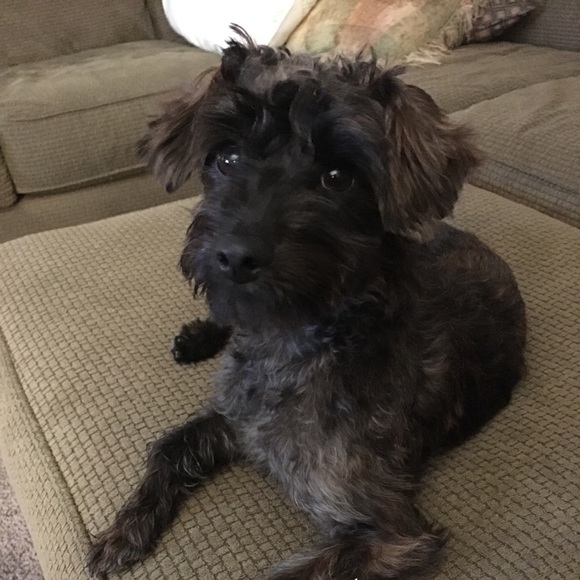 Meet your Posher, Denise - Picture 1 of 1